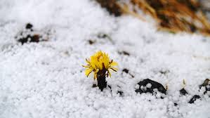 Vårmesterskapet 2024