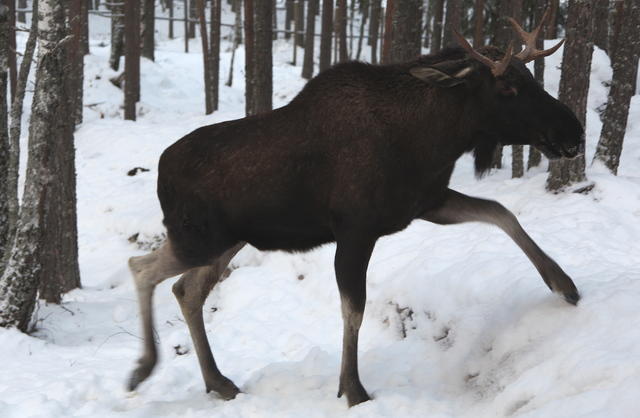 Rapport fra 4.divisjon Østerdalen